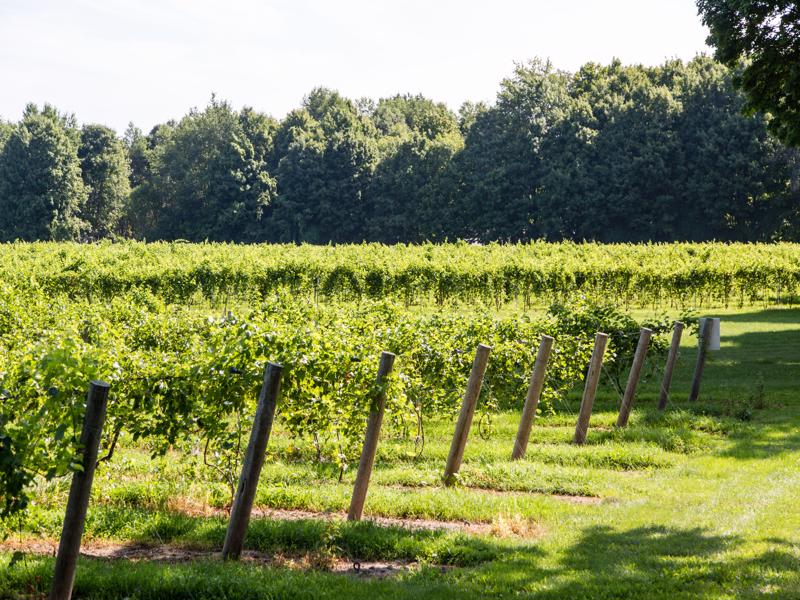 The History of Fenn Valley – Fenn Valley Vineyards